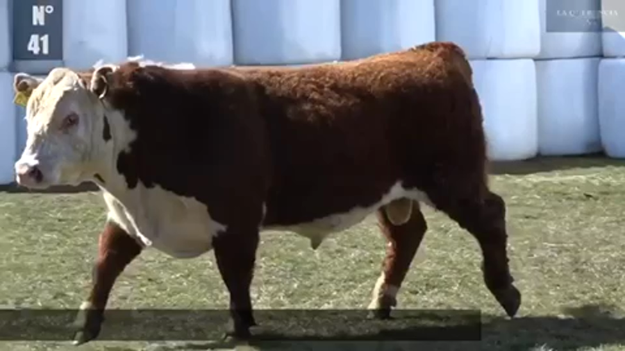 Lote 1 Toro en Coyhaique, XI Región Aysén