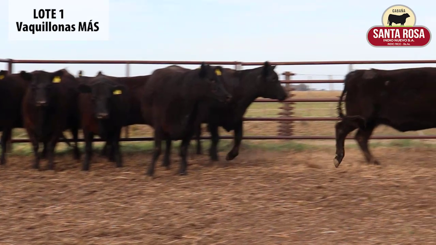 Lote VAQUILLONAS PREÑADAS