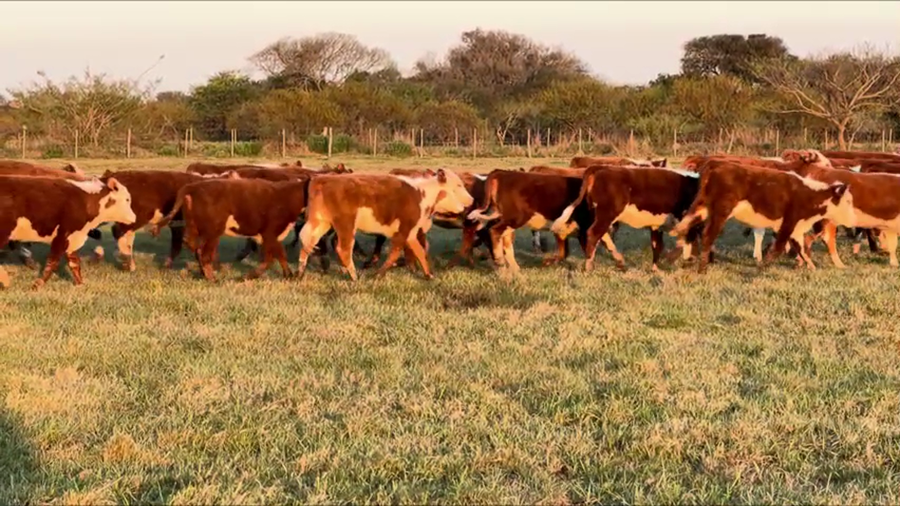 Lote 101 Terneras