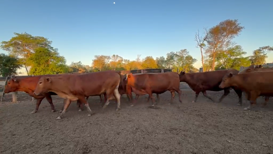 Lote 60 Vacas preñadas