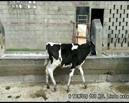 Lote 6 Terneros en RUTA 12 , Colonia