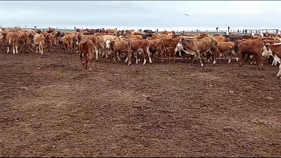 Lote 260 Terneros/as