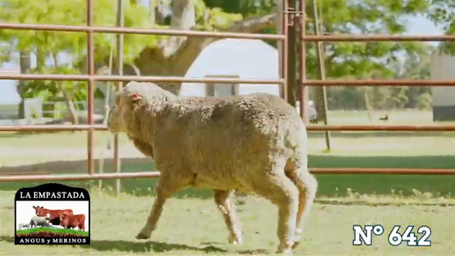 Lote Merino Australiano