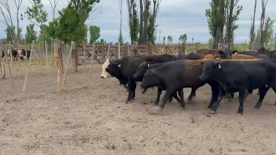 Lote 50 Novillitos y vaquillonas en San Rafael, Mendoza