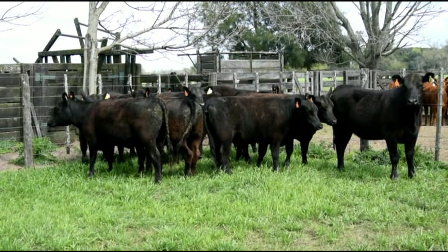 Lote Vaquillonas Mas paricion otoño