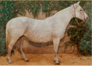 Lote URSA 322 MAUFER