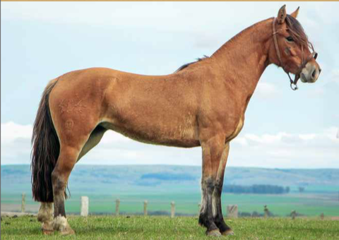 Lote GARBOSA 404 DE LA CASILLA