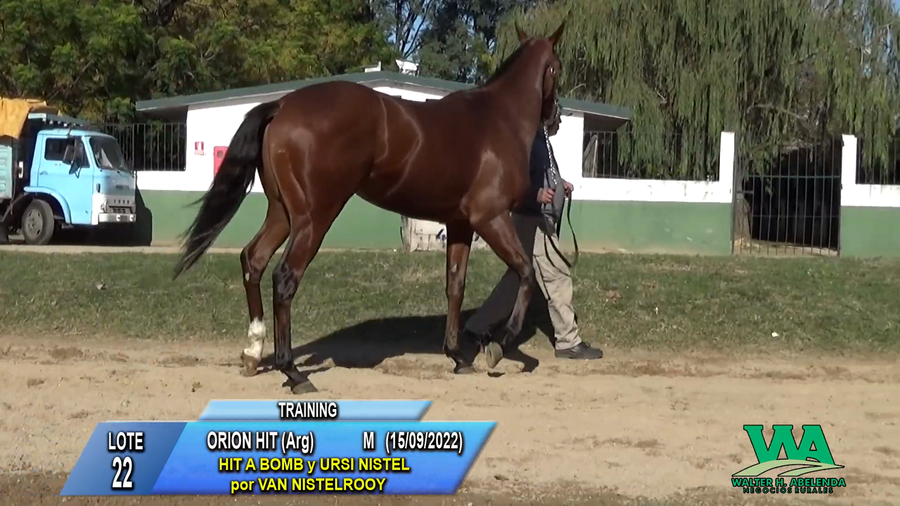 Lote ORION HIT (Arg)