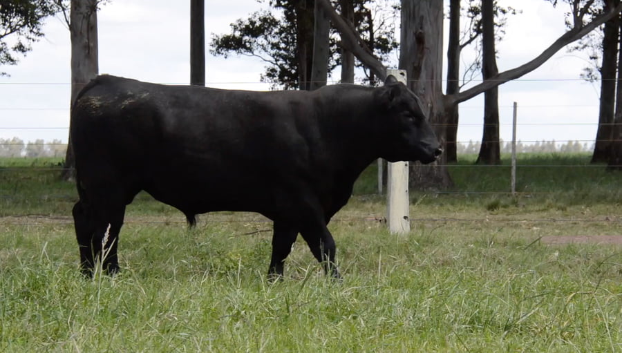 Lote ABERDEEN ANGUS PEDREGREE