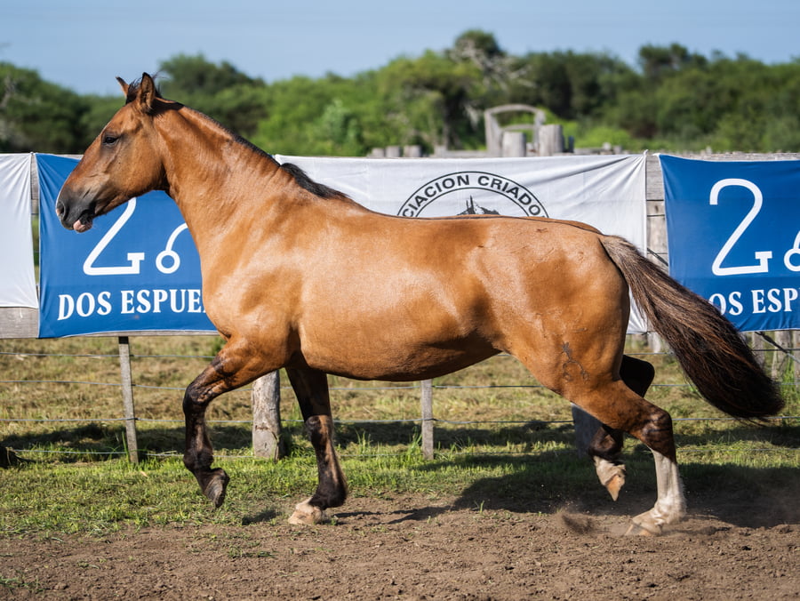 Lote YAFUCOY VERDULERA