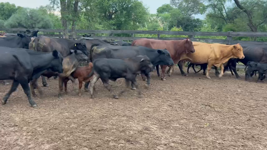 Lote 86 Vacas nuevas C/ cria en Juan José Castelli, Chaco