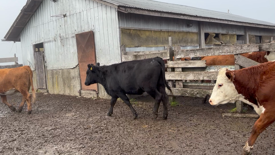 Lote 25 Vaquilla Engorda en Osorno, X Región Los Lagos