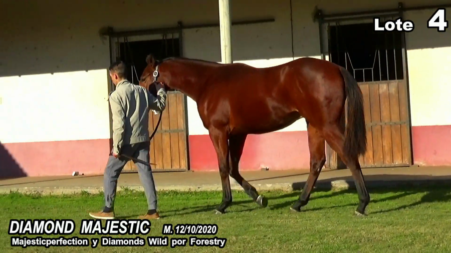 Lote DIAMOND MAJESTIC