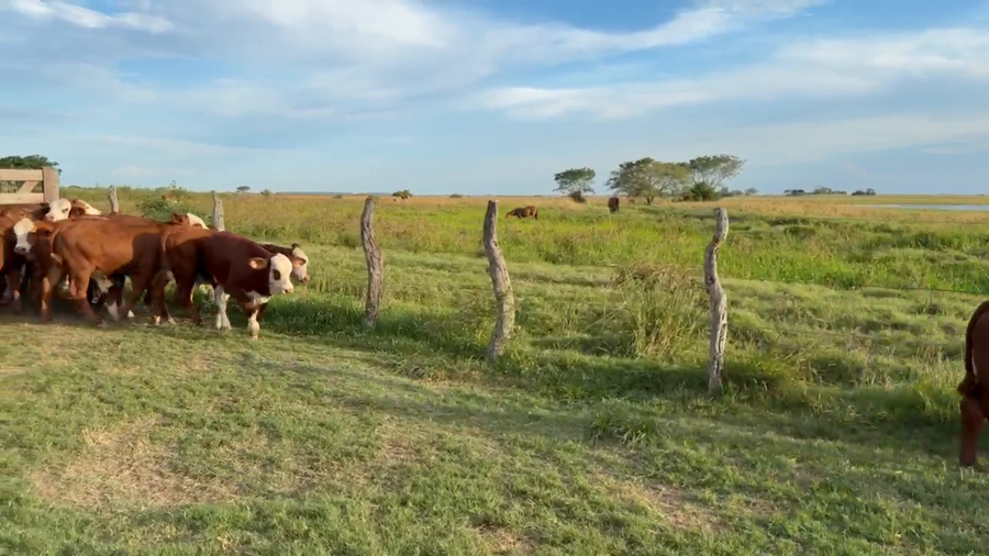 Lote 100 Terneros en Corrientes, Bella Vista