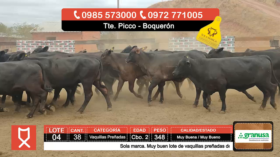 Lote (Vendido)38 Vaquillas Preñadas  a remate en Feria especial de Vaquillas Preñadas 348kg - , Boquerón