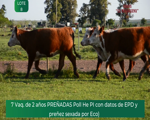 Lote 6 VAQUILLONAS POLLED HEREFORD PEDIGREE PREÑADAS SEXADAS