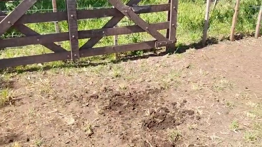 Lote 11 Vacas nuevas C/ cria en Bragado