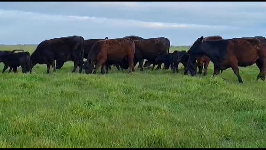 Lote Vaquillonas generales paridas