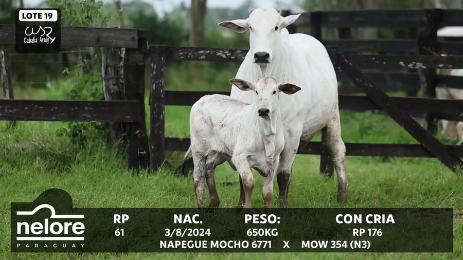 Lote LOTE 19