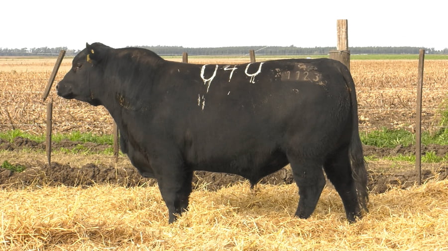 Lote Toros PC Negros