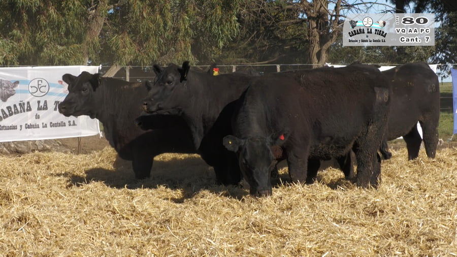 Lote VAQUILLONAS PC PARICION OTOÑO