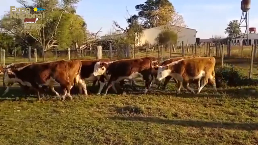 Lote 50 Terneras HEREFORD a remate en Expo Nacional 2022 145kg - , Cerro Largo