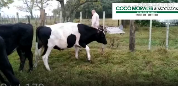 Lote 13 Novillos en Soriano