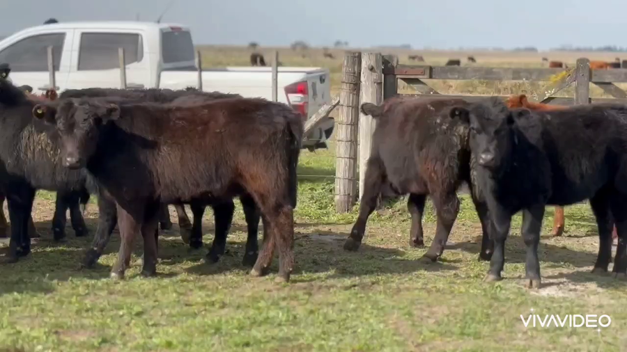 Lote 65 Terneros/as en Chascomús, Buenos Aires