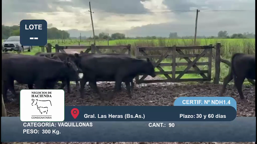 Lote 90 Vaquillonas en Buenos Aires, Gral. Las Heras