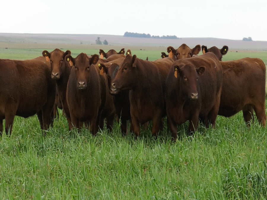 Lote VAQ. ANGUS COLORADAS  MAS C/GTÍA DE PREÑEZ