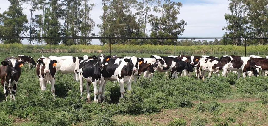 Lote 65 Terneros en Tandil, Buenos Aires