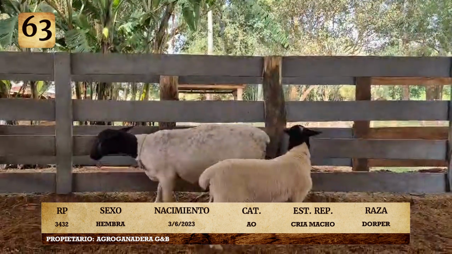 Lote LOTE 63