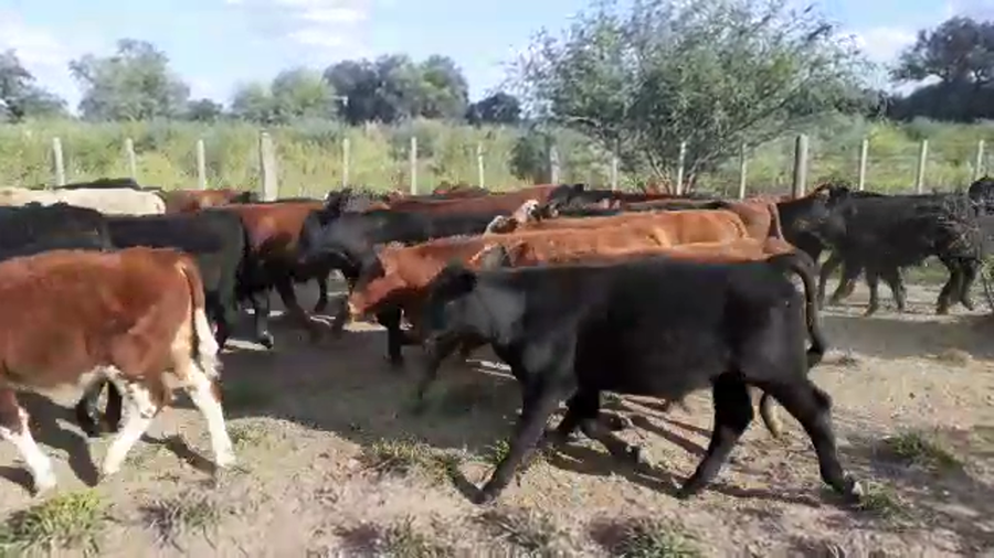 Lote 65 Terneros en Tintina, Santiago del Estero