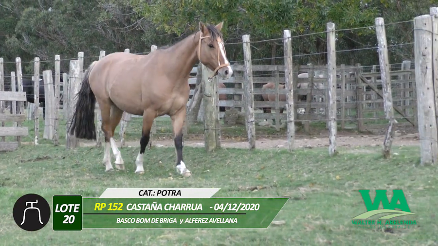 Lote CASTAÑA CHARRUA