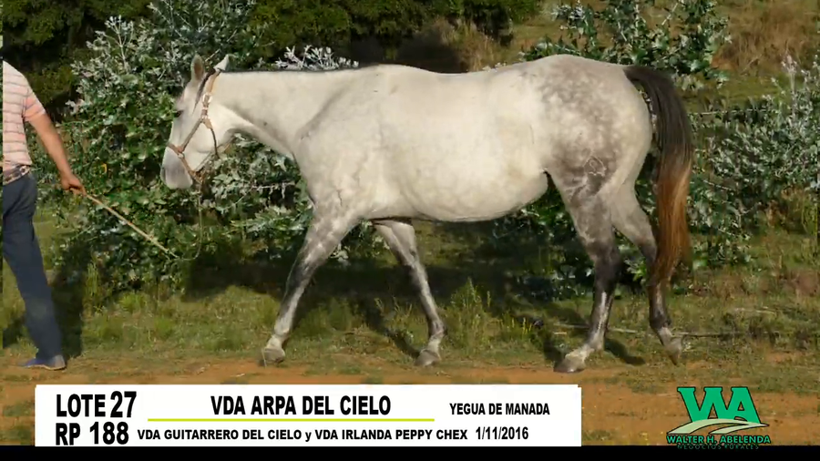 Lote VDA ARPA DEL CIELO