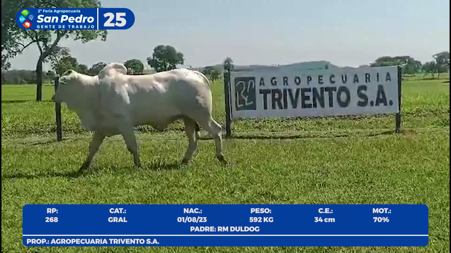 Lote LOTE 25