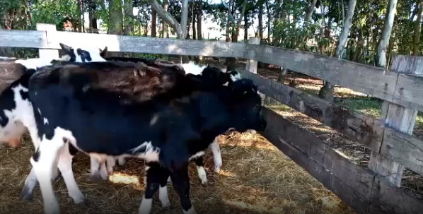 Lote 7 Terneros en San José