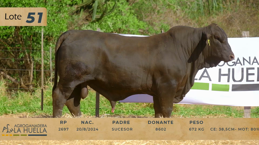 Lote LOTE 51