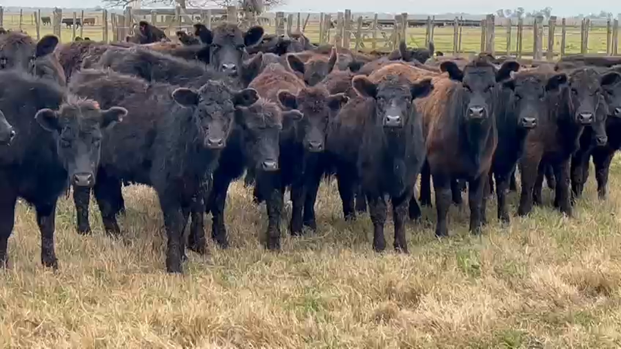 Lote 70 Terneras en Dolores, Buenos Aires
