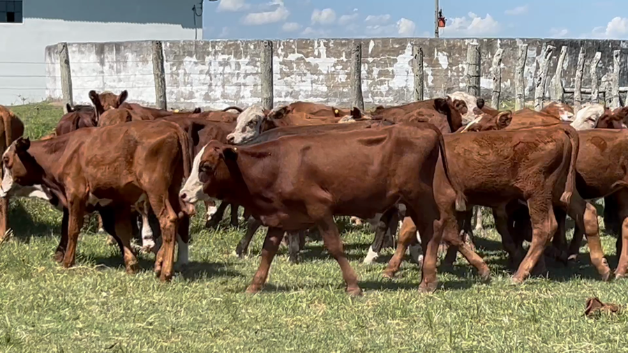Lote 62 Terneros en Corrientes, Concepción