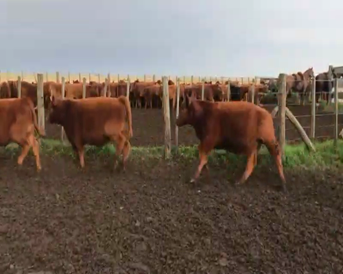 Lote 40 Terneros en Olavarría, Buenos Aires