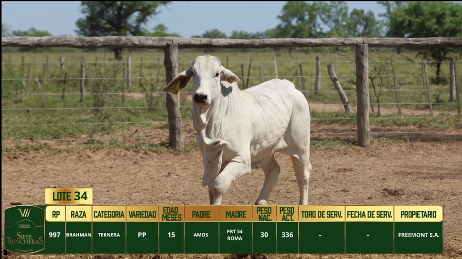 Lote LOTE 34