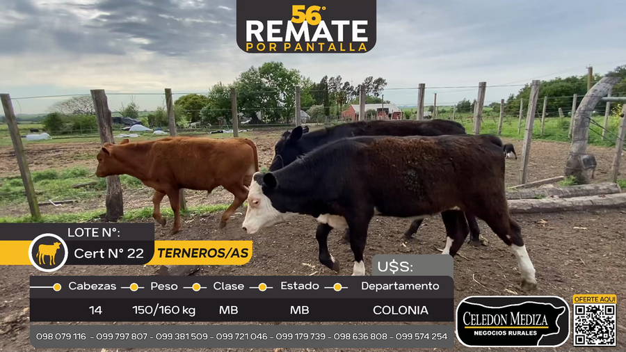 Lote 14 Terneros y Terneras en Colonia Quevedo, Colonia