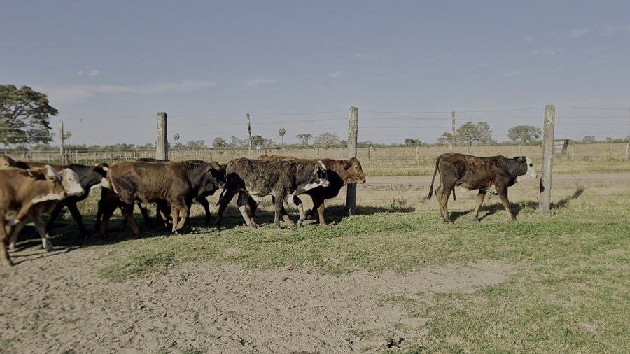 Lote 30 Terneros