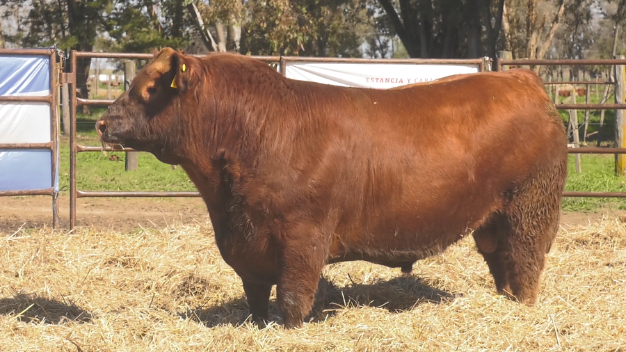 Lote TOROS ANGUS  PP