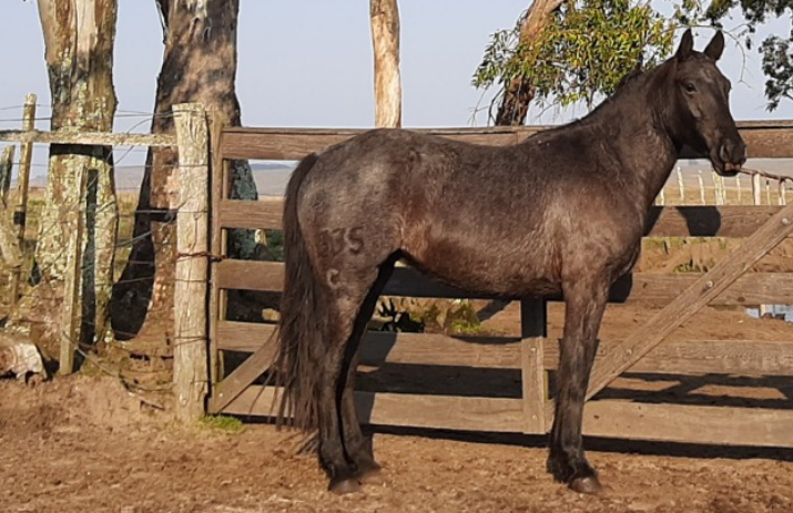 Lote NAIPE DEL CEIBAL