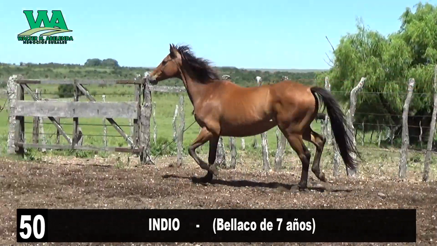 Lote INDIO