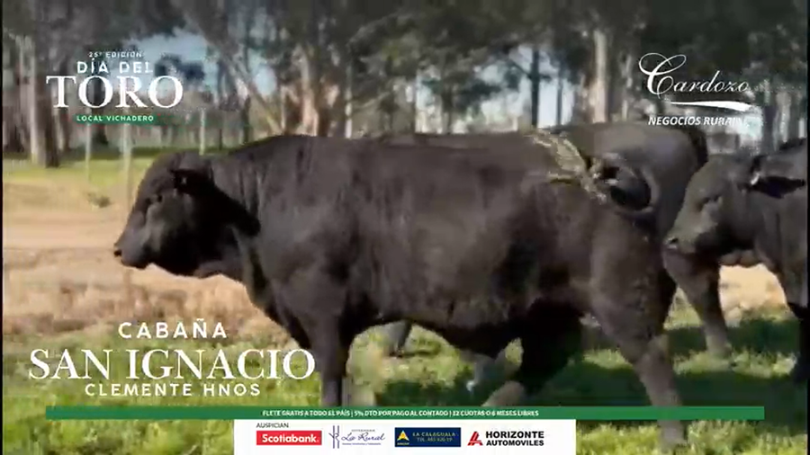 Lote San Ignacio - Brangus