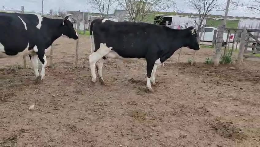 Lote 6 Vaquillonas  a remate en Pantalla Camy 500kg - , San José