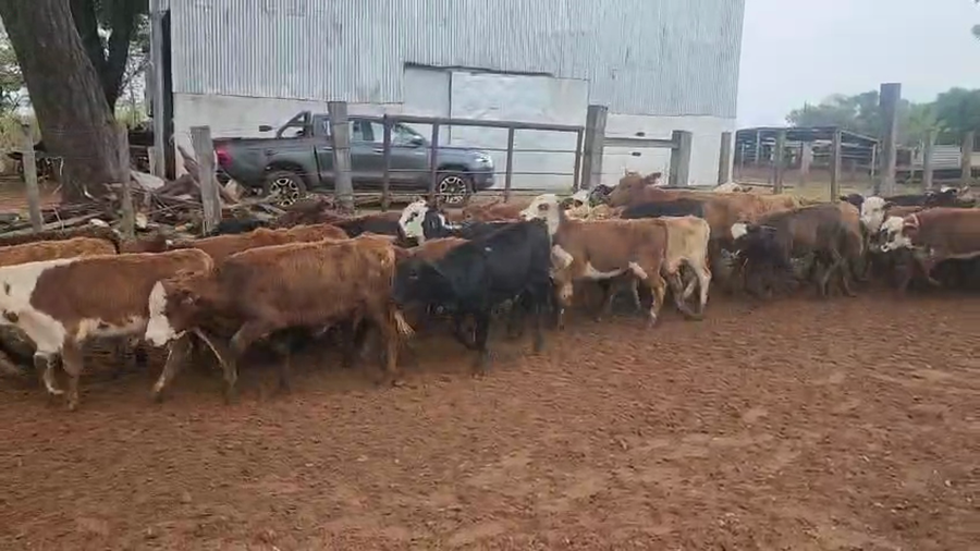 Lote 160 Terneros/as